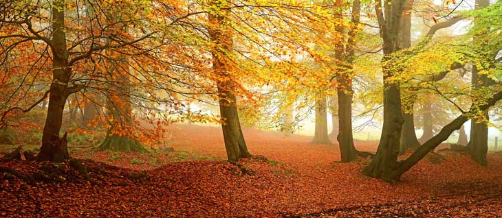 Ashridge Mist in the Woods