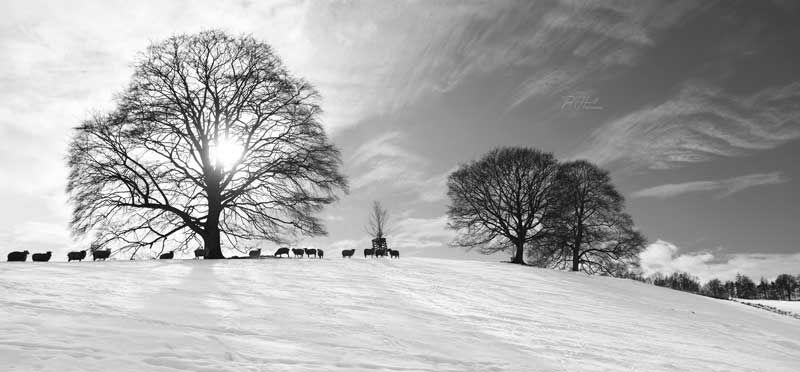 Winter Trees, The Cotswolds