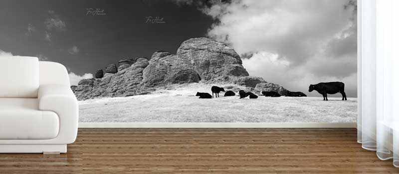 Cows, Haytor, Dartmoor Wallpaper Mural