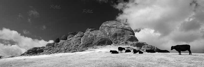 Cows, Haytor, Dartmoor