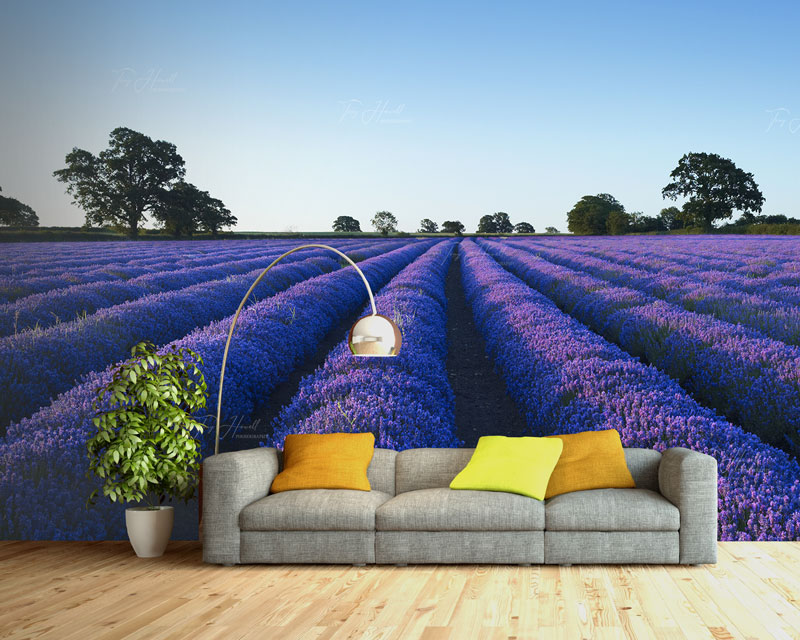 Lavender Field, Somerset Wallpaper Mural