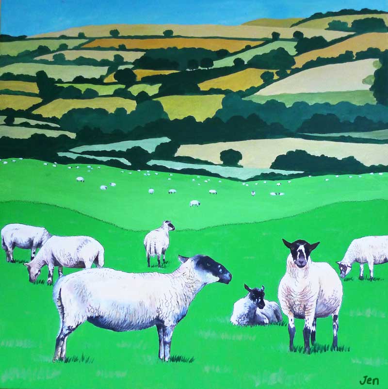 Devon Sheep